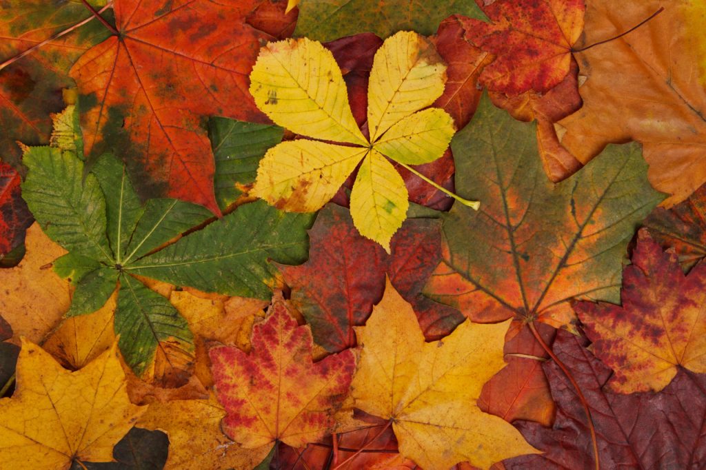 Get Outside This Autumn