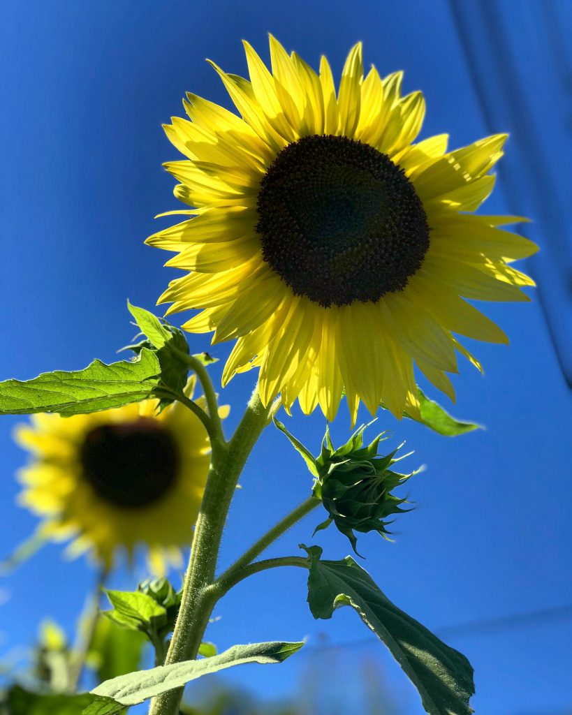 Gardening with kids – Win a Children's Toolkit!