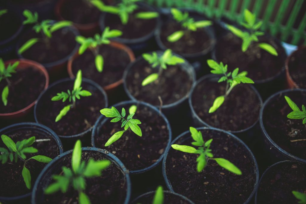 Gardening with kids – Win a Children's Toolkit!