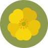 Flora theme